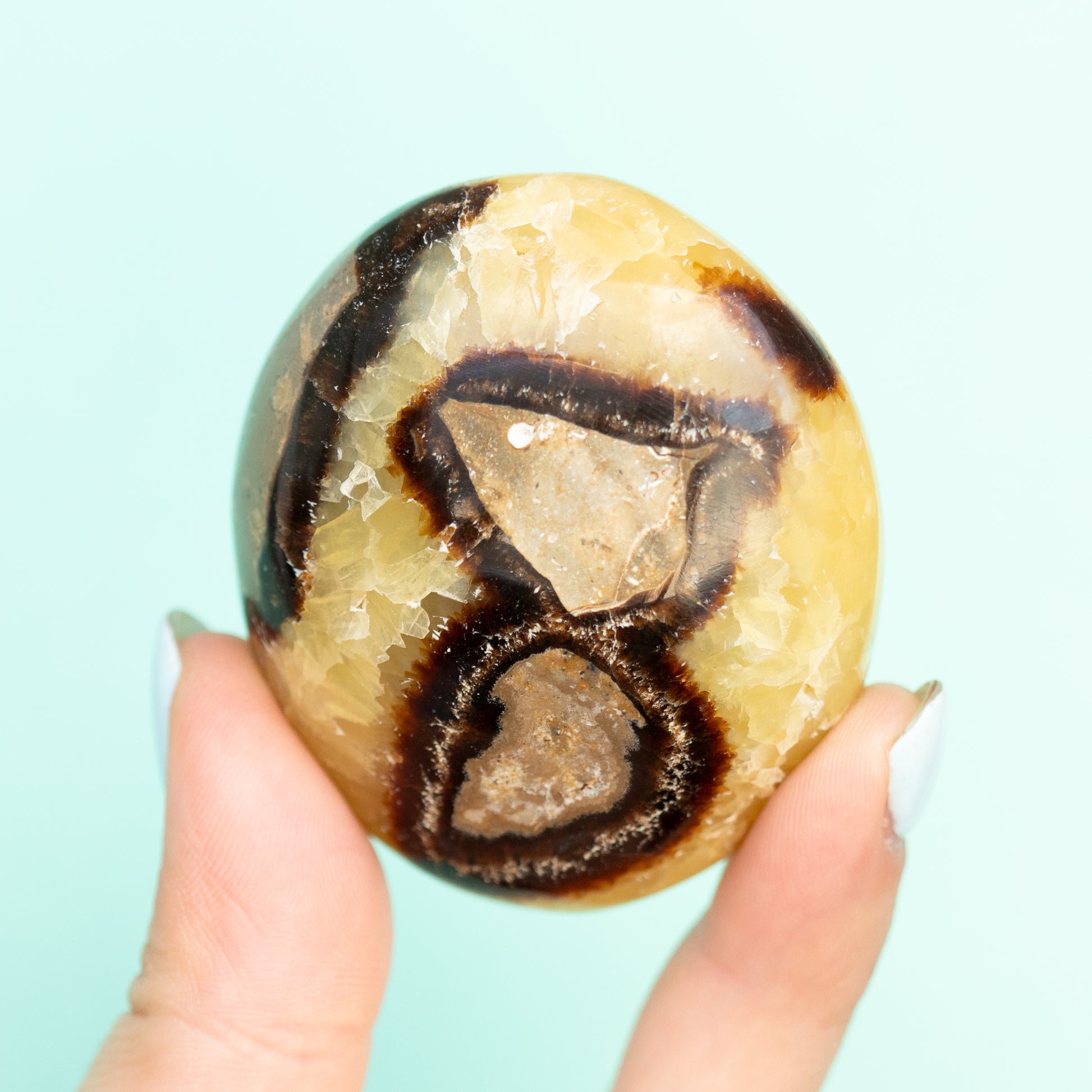 Septarian (Dragon Stone) Palm Stone