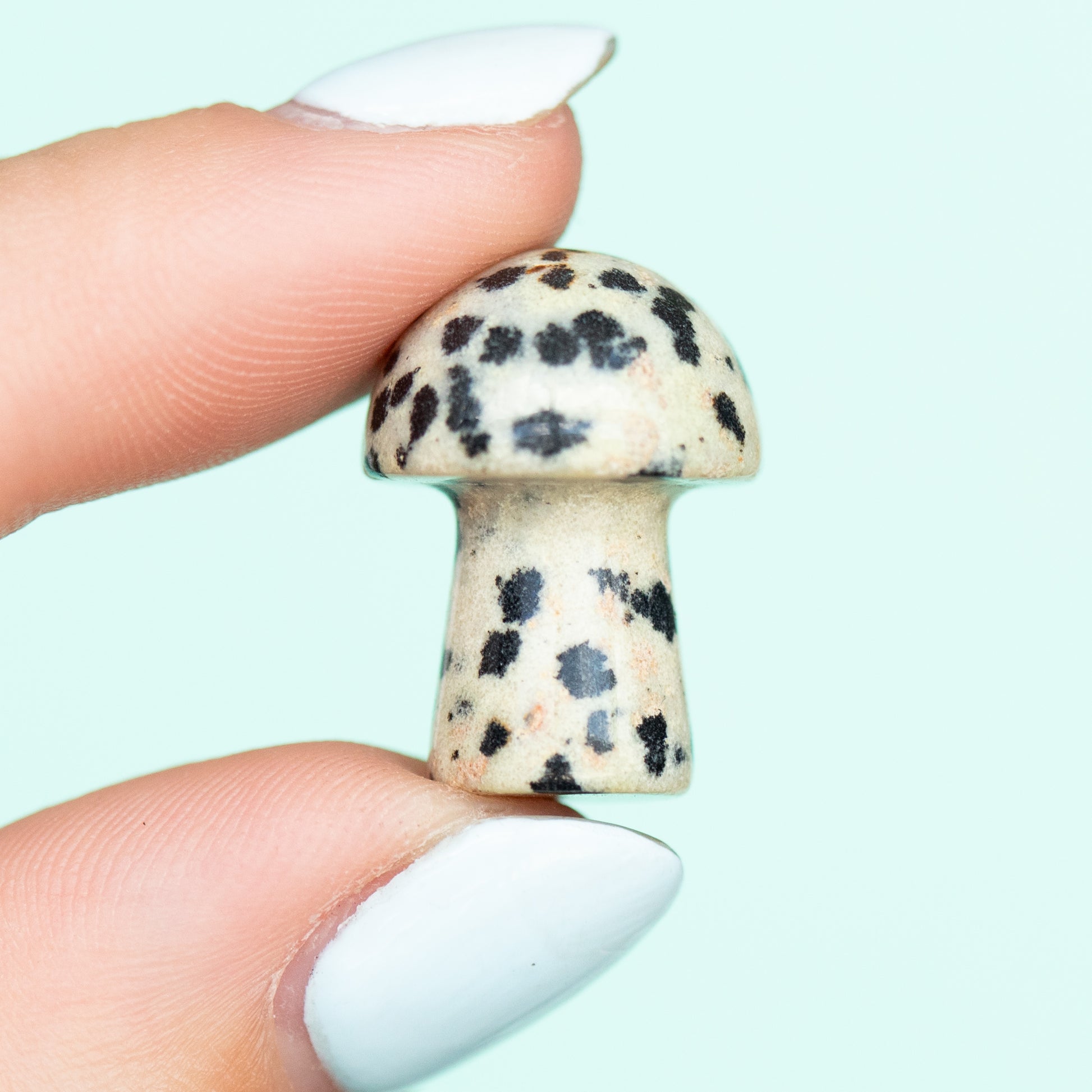 Dalmatian Jasper Mushroom